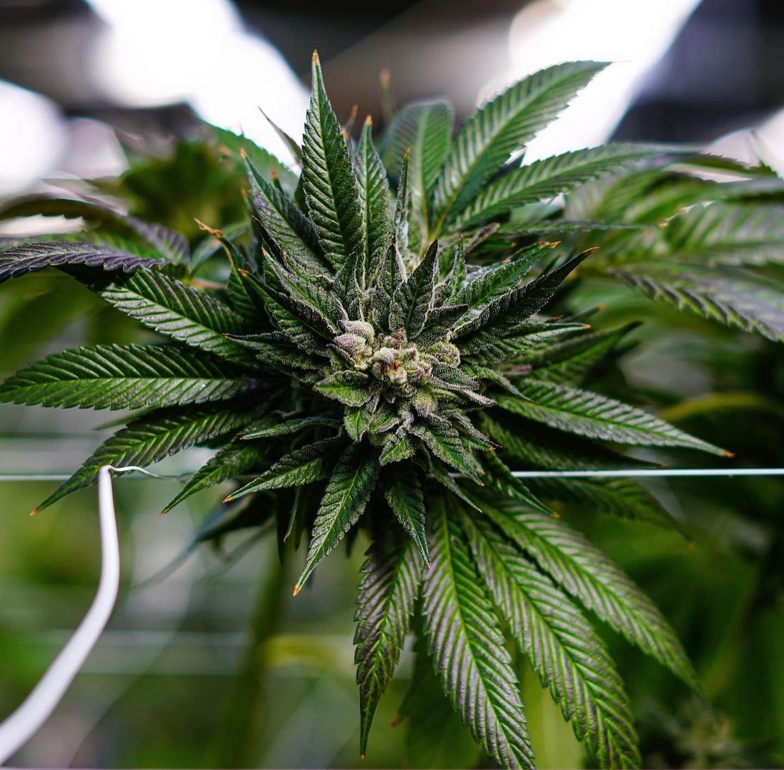 Oceanhill Farms x GVV